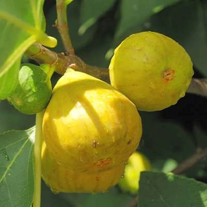 نهال انجیر زرد سطل 10