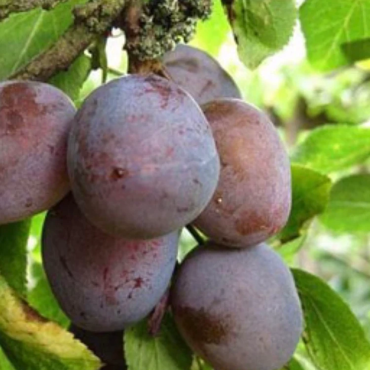 نهال آلو خاکی(خونی، توسرخ) سطل 10