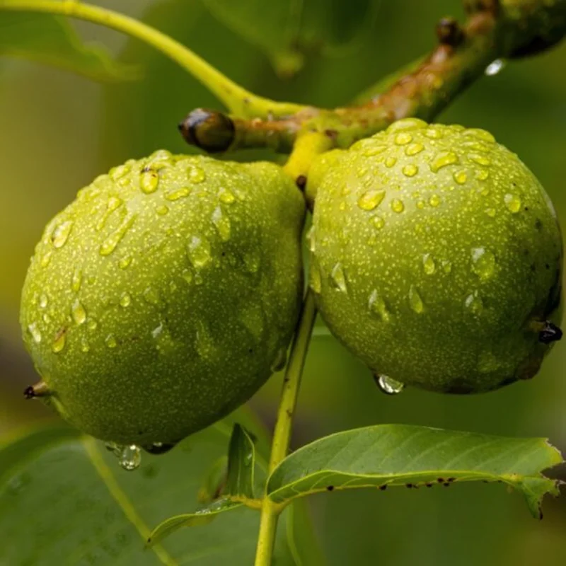 نهال گردو چندلر 3 ساله