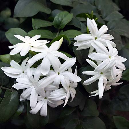 یاس جاسمین( یاسمن) سطل 12